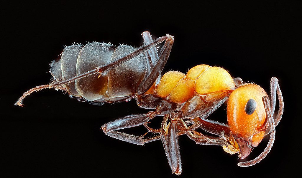 Ant Control service in Portage, MI
