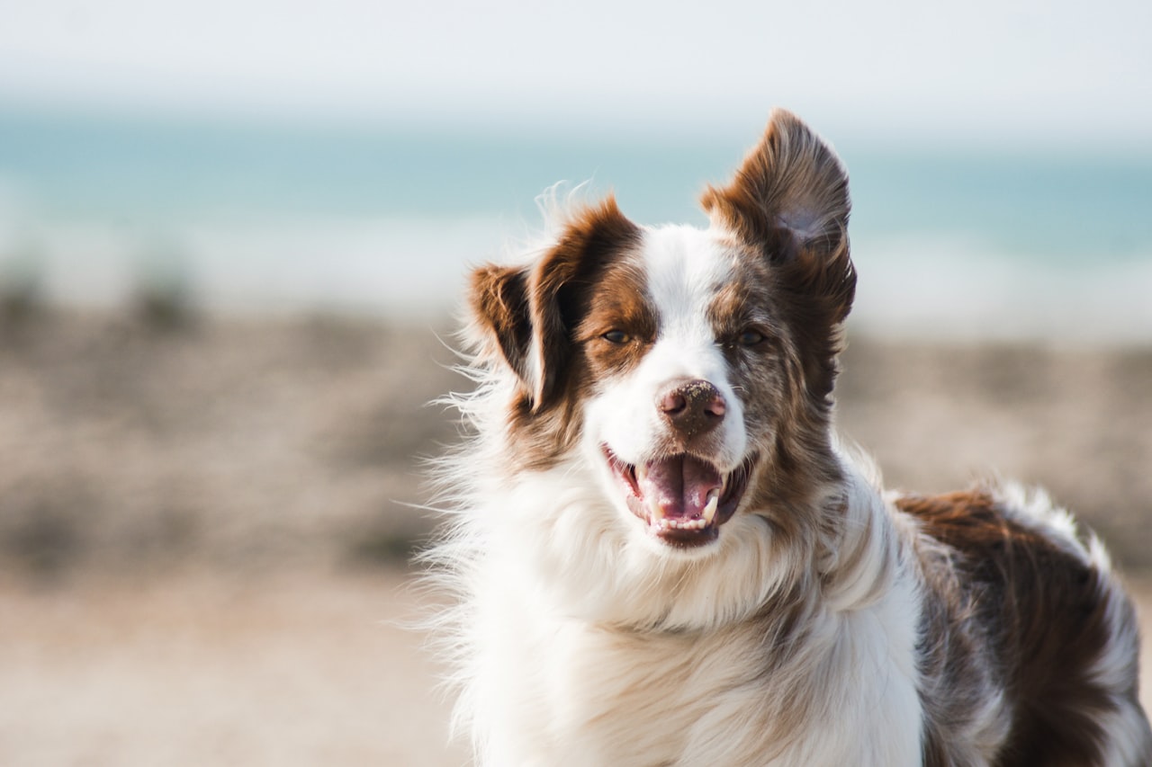 Flea & Tick Control service in Portage, MI