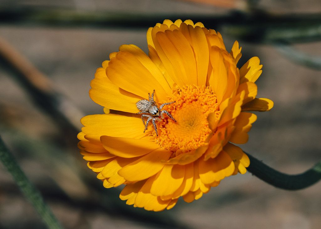 Spider Control service in Portage, MI